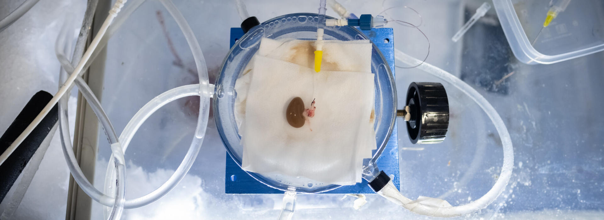 Rat kidney being prepared for transplantation. 