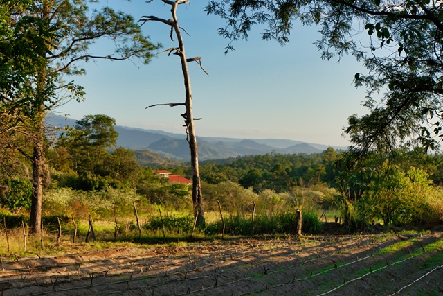 Honduras Countryside