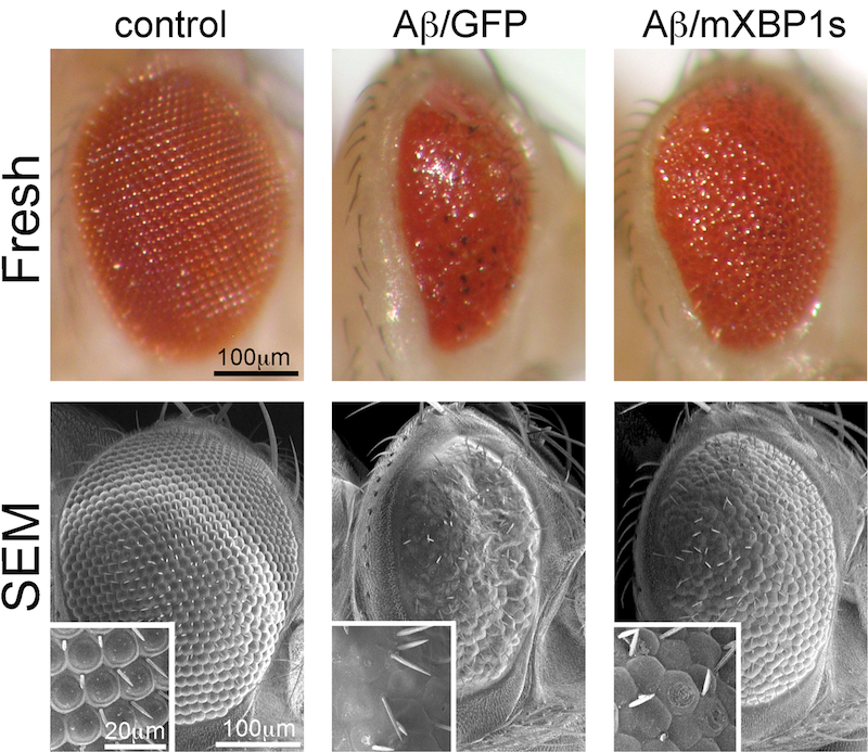 Flies expressing the toxic amyloid-β42 (Aβ42) peptide found in the Alzheimer’s disease brain induce a small and glassy eye that is rescued by co-expression of the ER-stress factor XBP1 (Hum Mol. Gen 2011).