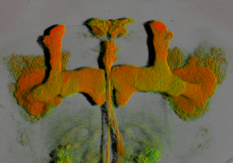 3D rendering of the mushroom bodies (MB) of the fruit fly