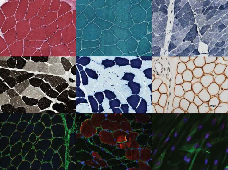 Histology mosaic