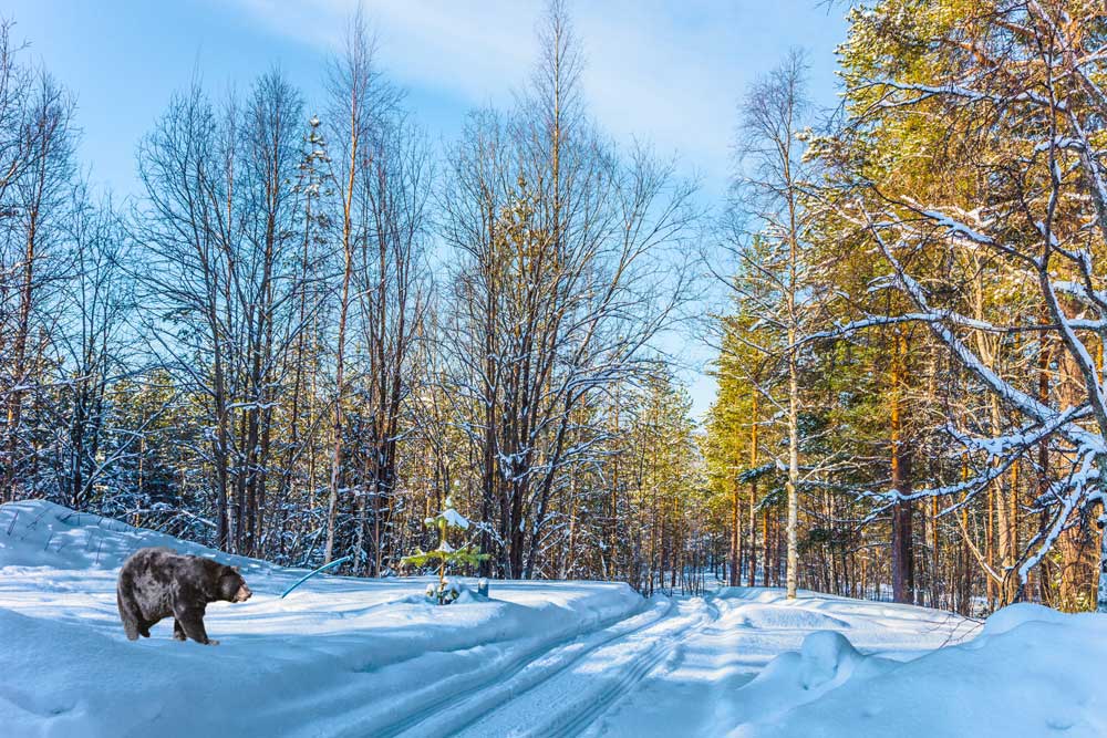 Wildlife's Winter Survival Guide