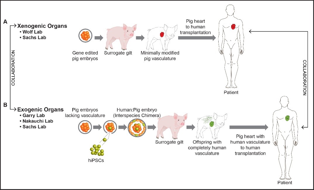 schematic showing process of creating a chimeric pig by transplanting healthy human cells into a fetal pig, harvesting stem cells from that donor animal, and using them to treat diseased human hearts.