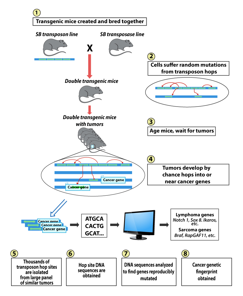 Transgenic Mice and Cancer Illustration 