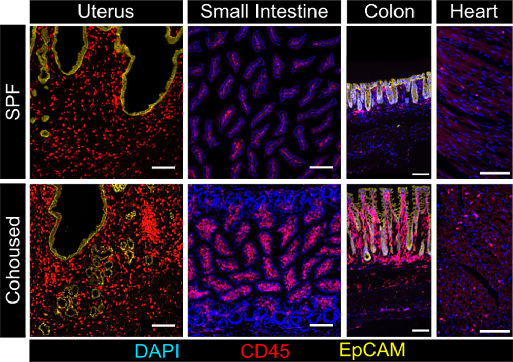 A graph showing various up-close images of tissues in multiple colors.