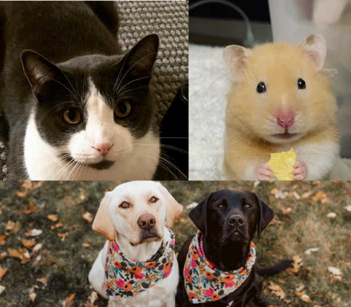 Images of some of the residents' pets