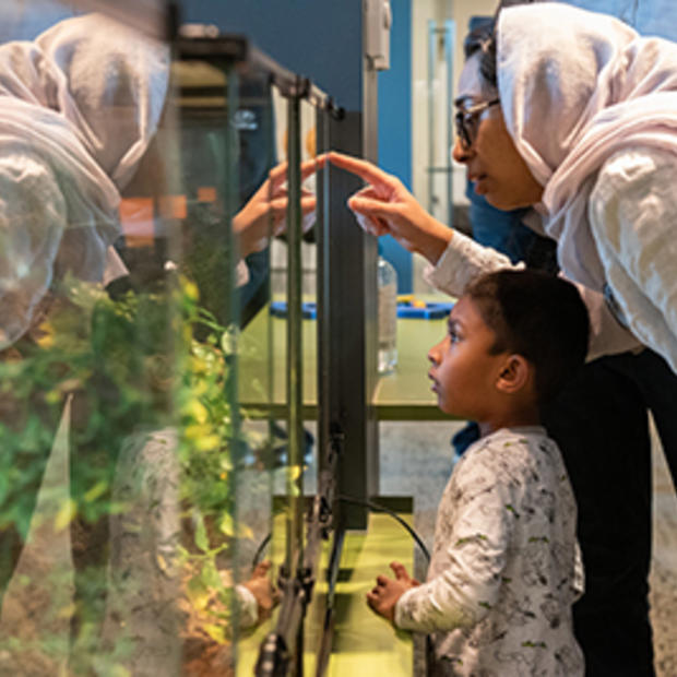 Parent and child looking at creatures in a glass enclosure at a museum