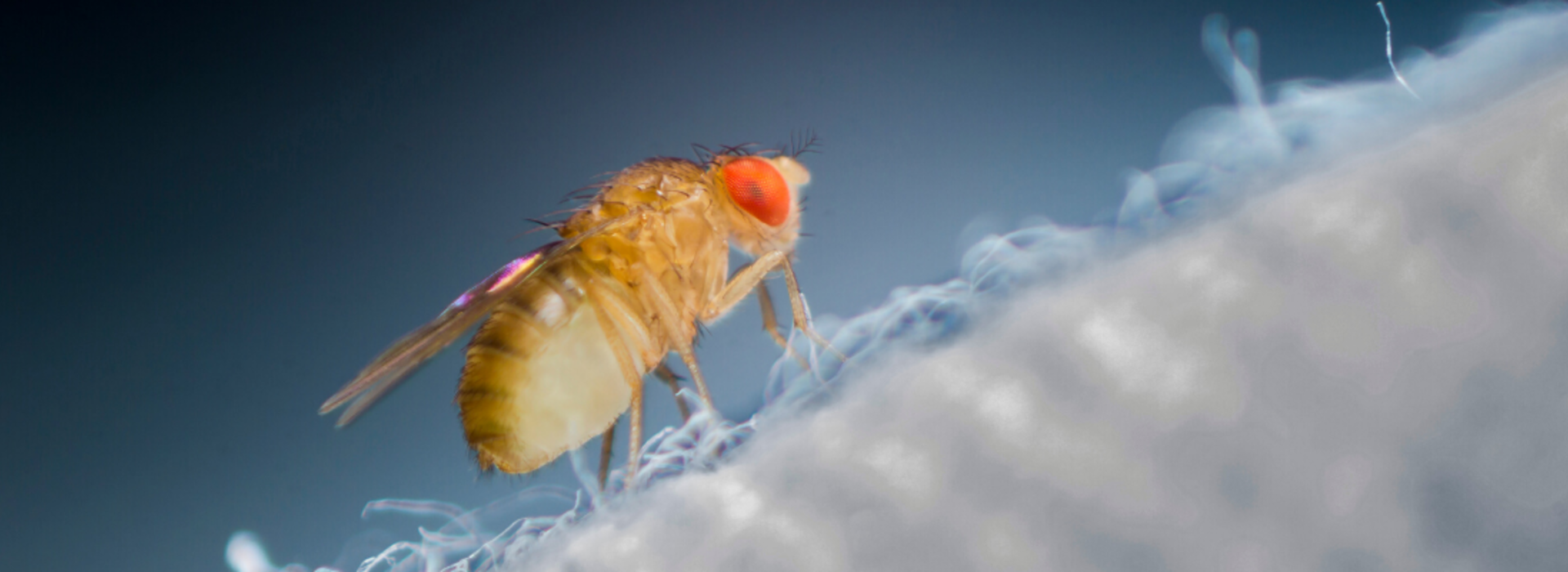 Biomedical Researchers Study Fruit Flies to Understand Human Genetic Functions 