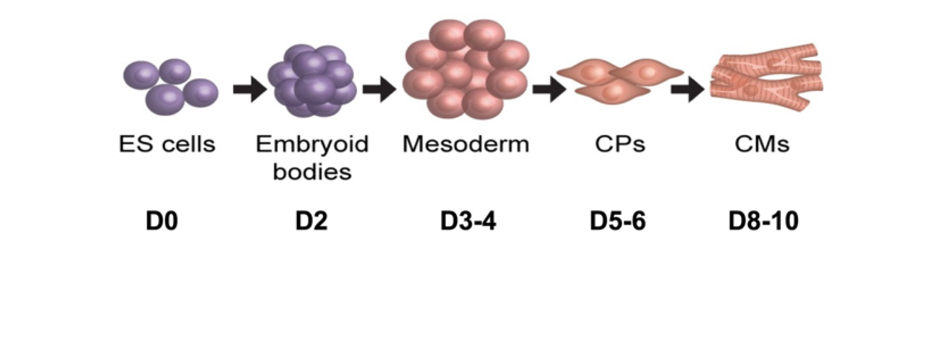 Stem cell differentiation to cardiomyocytes