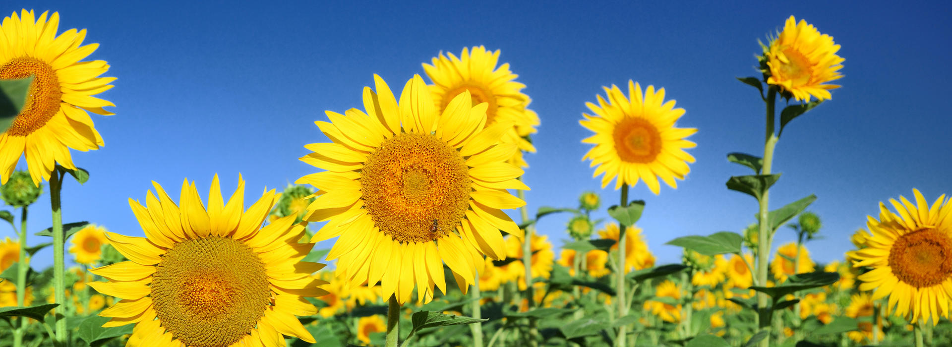 picture of sunflowers