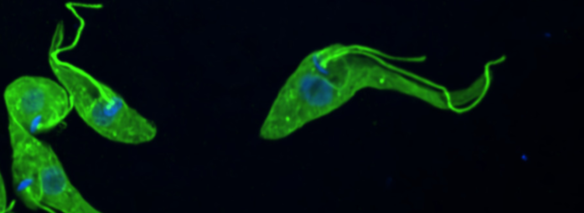 microscope view of trypanosoma parasites