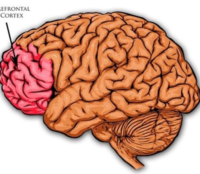 Prefrontal Cortex of the Brain