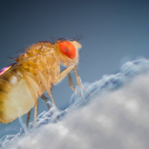 Biomedical Researchers Study Fruit Flies to Understand Human Genetic Functions 