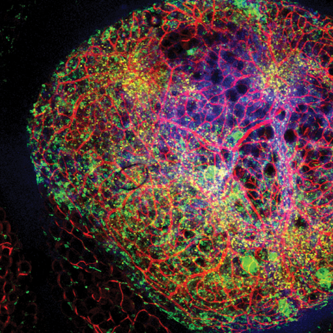 A colorful picture of a cell and its blood vessels.