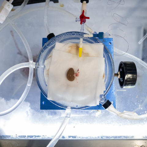 Rat kidney being prepared for transplantation. 