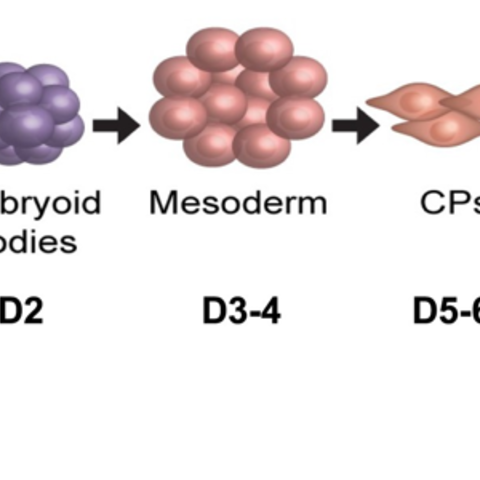 Stem cell differentiation to cardiomyocytes