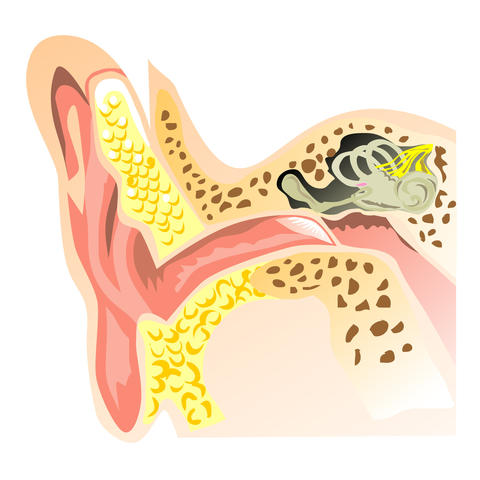 pictured: interior ear illustration