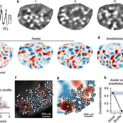 Correlated spontaneous activity in awake ferret visual cortex reveals large-scale modular distributed functional networks.