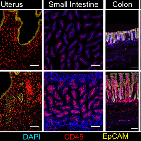 A graph showing various up-close images of tissues in multiple colors.