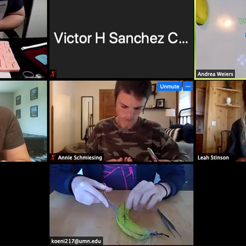 A group of people on Zoom working on suturing a piece of fruit